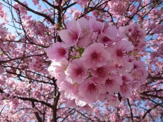 Cherry blossom