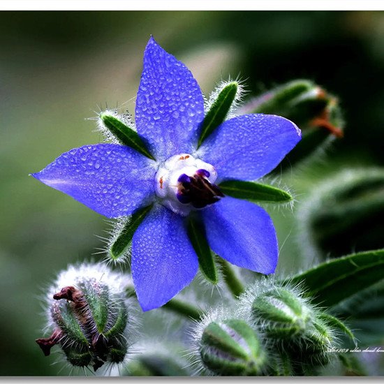 borage oil powder
